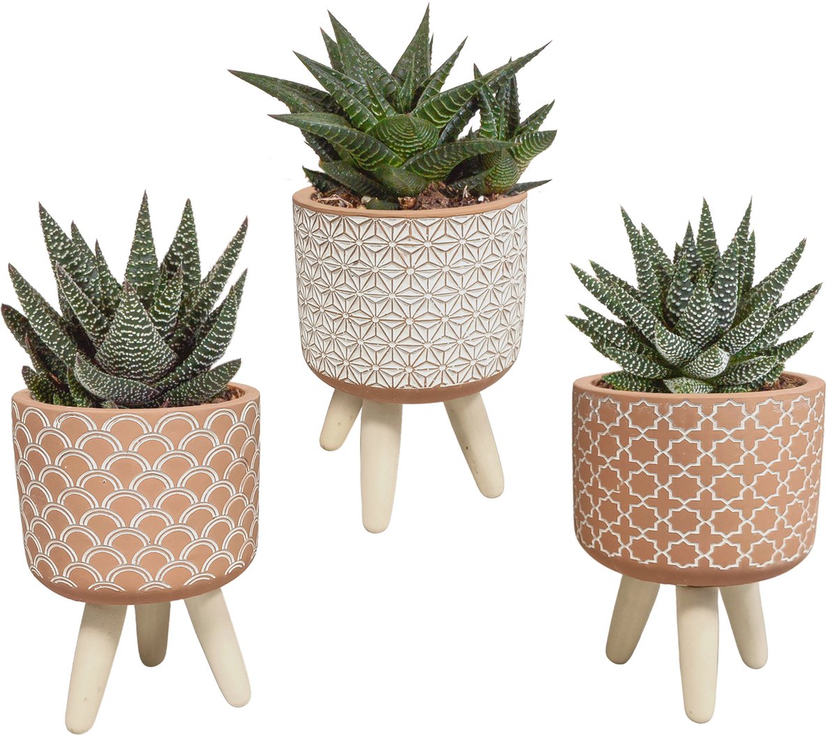 Cactussen van Botanicly - 3 × Gasteria/Haworthia mix in terracotta betonpot op 3 pootjes *3 - Hoogte: 15 cm - Gasteria/Haworthia mix - terracotta (2)
