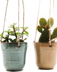 Ikhebeencactus cactus en vetplanten mix in flying Fiep hangpot 2 stuks