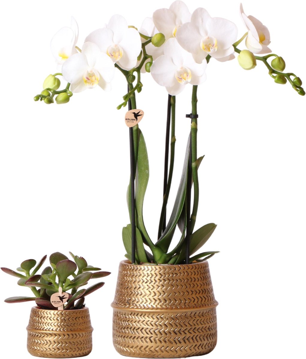 Kolibri Company - Planten set Groove goud | Set met witte Phalaenopsis orchidee Amabilis Ø9cm en groene plant Succulent Crassula Ovata Ø6cm | incl. gouden keramieken sierpotten