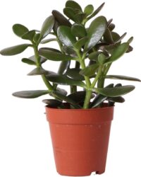 Kolibri Greens | Groene plant - Succulent Crassula Ovata - potmaat Ø9cm - groene kamerplant - vers van de kweker