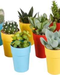 Megamix 15 stuks - Cactus en vetplanten 5.5 cm in gekleurde plastic pot