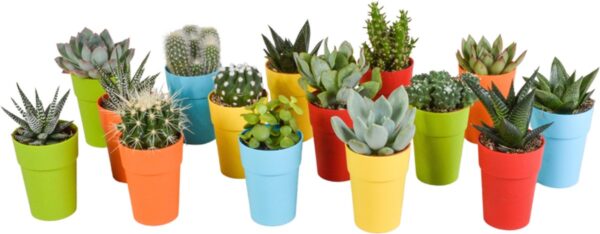 Megamix 15 stuks - Cactus en vetplanten 5.5 cm in gekleurde plastic pot