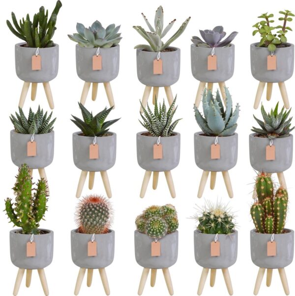 Megamix 15 stuks - Cactus en vetplanten 5.5 cm in grijze betonpot op 3 pootjes
