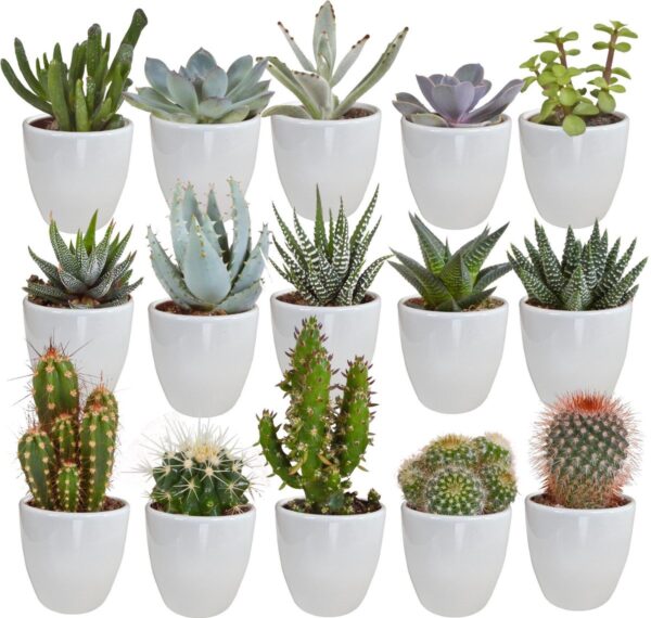 Megamix 15 stuks - Cactus en vetplanten 5.5 cm in witte pot