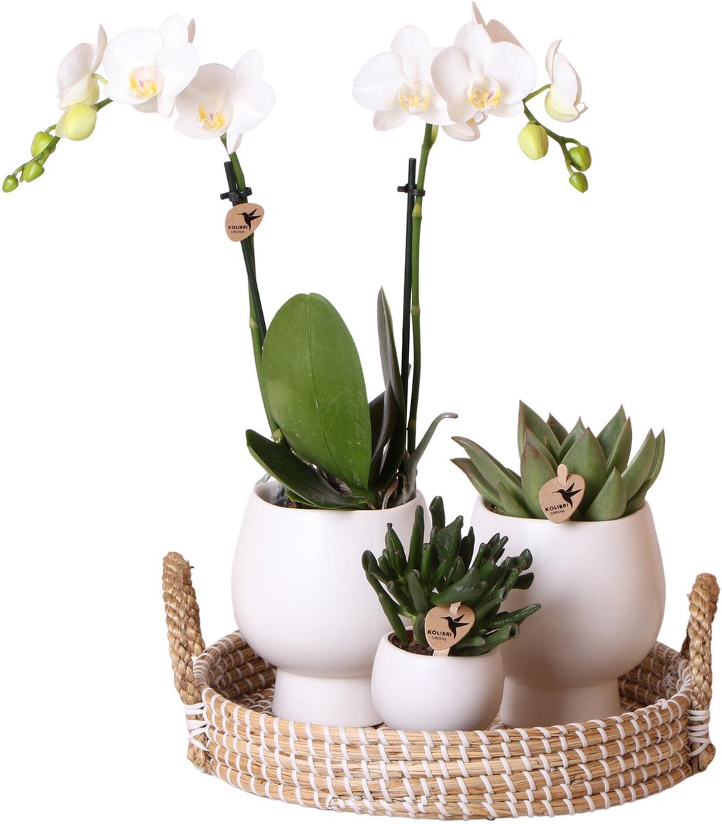 Plantenset Scandinavisch wit | Orchidee, Echeveria en Crassula