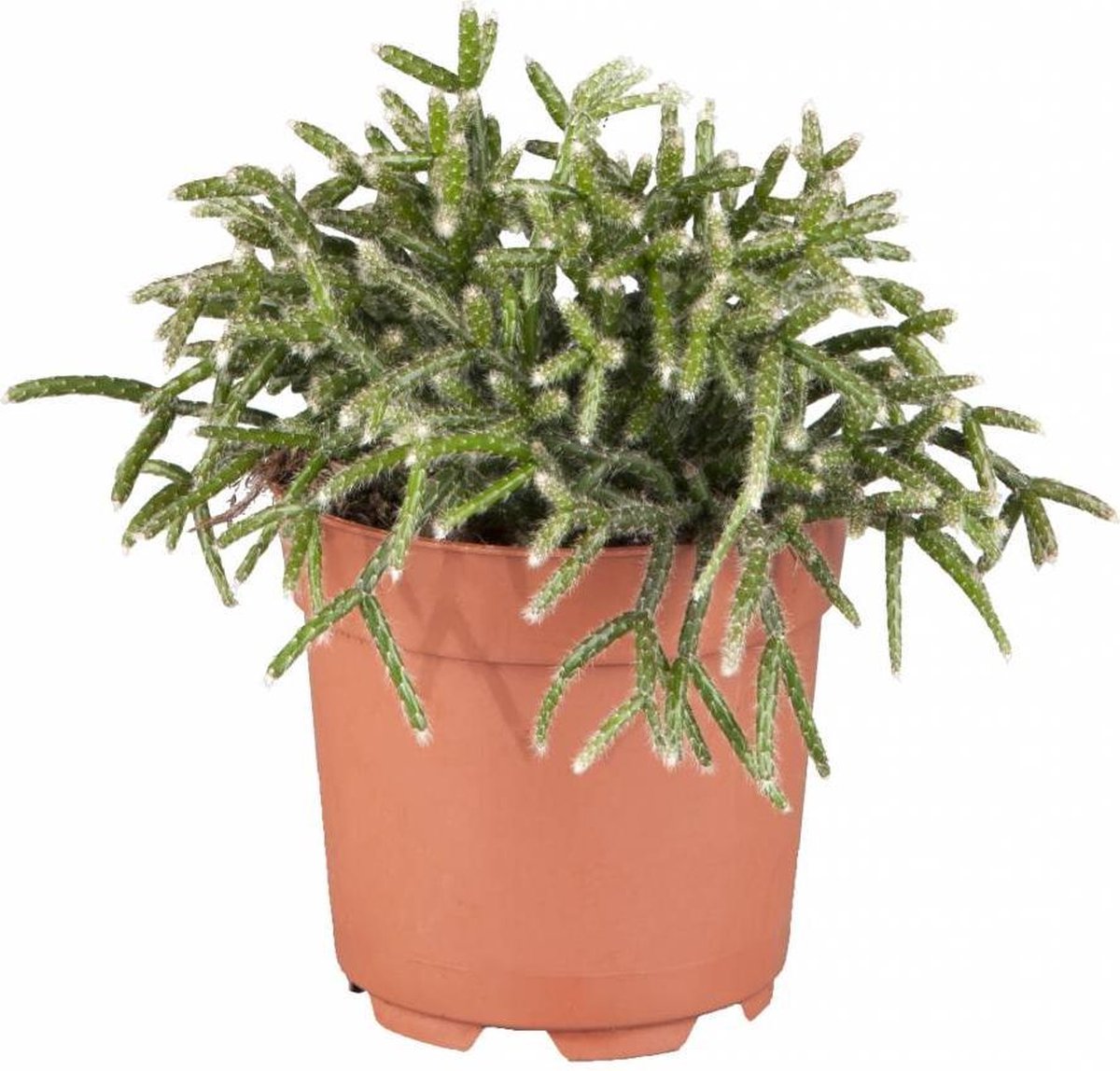 Rhipsalis Pilocarpa | Vetplant Koraalcactus