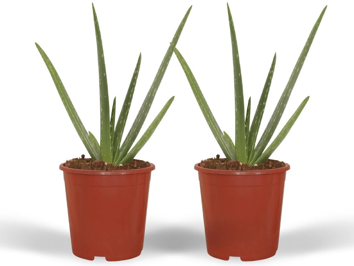 Set van 2 Succulent plant - Aloe Vera hoogte 40cm potmaat 12cm
