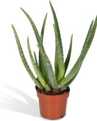 Succulent plant - Aloe vera hoogte 50cm potmaat 14cm