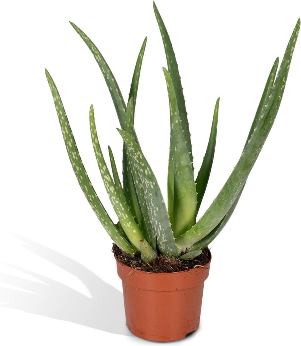 Succulent plant - Aloe vera hoogte 50cm potmaat 14cm