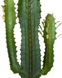 Cowboy Cactus - Euphorbia Acruensis - ⌀17 cm - 60-70 cm