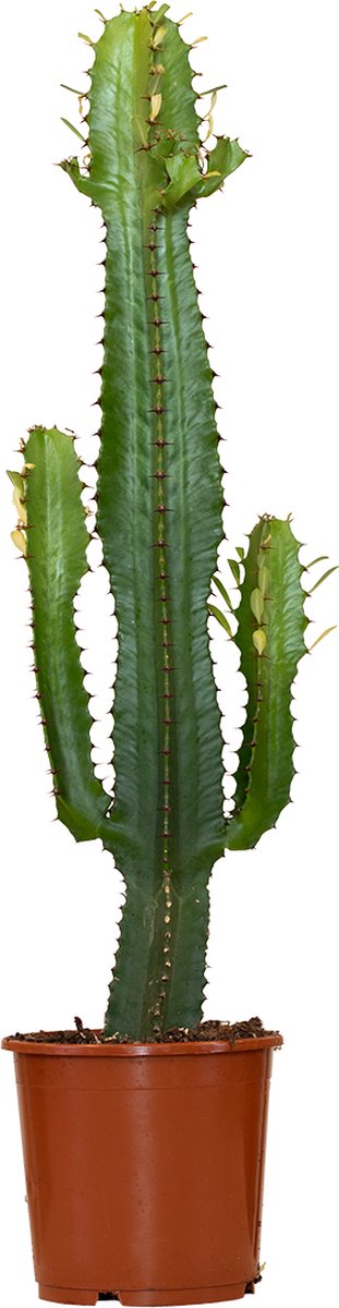 Cowboy Cactus - Euphorbia Acruensis - ⌀17 cm - 60-70 cm