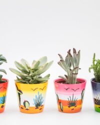 Ikhebeencactus | Set 4 stuks | Cactus en vetplanten mix in Happy Mexicana sierpot| 10-14 cm
