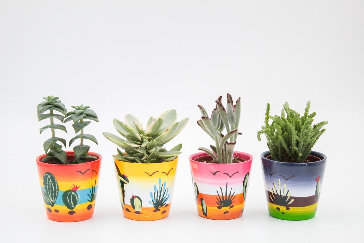 Ikhebeencactus | Set 4 stuks | Cactus en vetplanten mix in Happy Mexicana sierpot| 10-14 cm