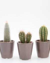 Ikhebeencactus | Set 5 stuks | Cactus en vetplant mix in grey Toby sierpot | 10-12 cm