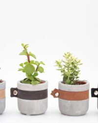 Ikhebeencactus | Set van 4 stuks | Cactus en vetplanten mix in New Concrete sierpot | Ø 7 cm | 10-12 cm