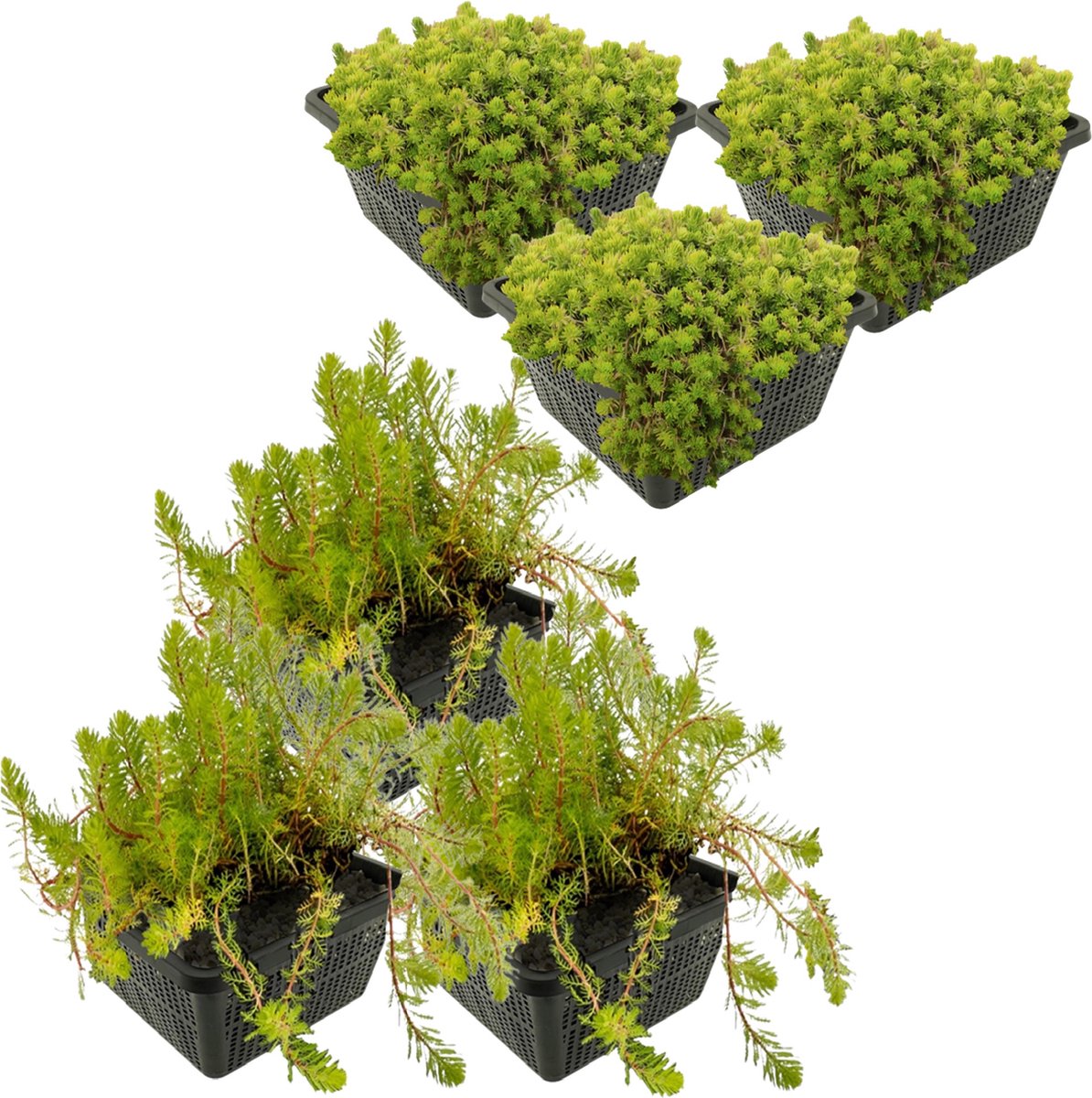 VDVELDE Naaldkruid Crassula Recurva en Aarvederkruid Myriophyllum Brasiliensis - 24 stuks + Vijvermanden - Winterharde - Zuurstofplanten voor een klein Plantenfilter - Van der Velde Waterplanten