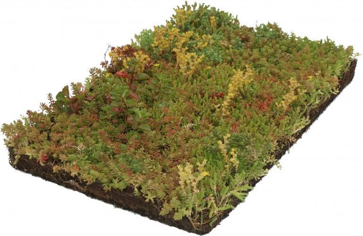 23 stuks | COVERGREEN® Sedum bodembedekker plantenmat (38 x 57 cm) - Bloeiende plant - Weinig onderhoud - Wintergroen - Zeer winterhard