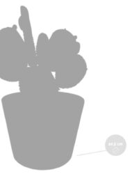 3x Cactus Mix - Vetplant - Kamerplant - Witte potten - ⌀10.5 cm - ↕15-20 cm