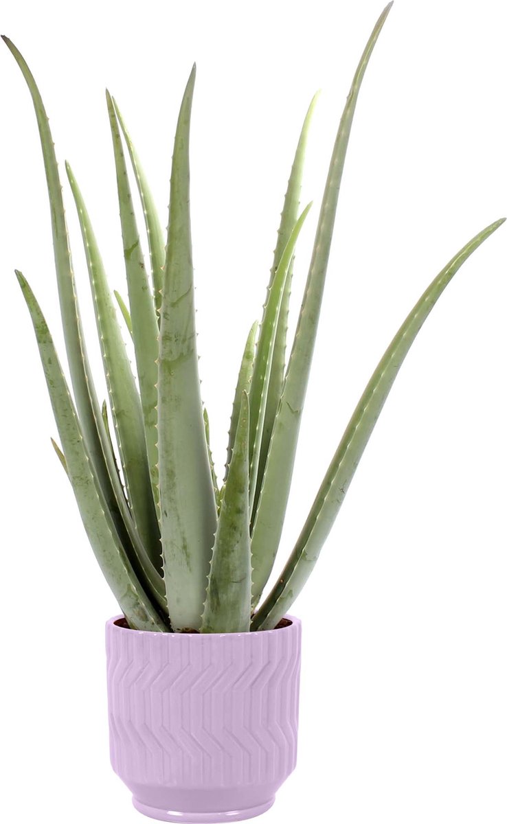 Aloe Vera in Jane keramiek (Purple) ↨ 35cm - hoge kwaliteit planten
