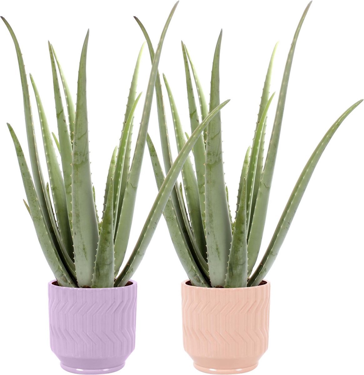 Duo Aloe Vera in Jane keramiek (Purple en Orange) ↨ 35cm - 2 stuks - hoge kwaliteit planten