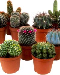Plant in a Box - Mix van Mini Cactussen - Mix van 12 stuks - Echte Cactusplanten - Pot 5,5cm - Hoogte 5-10cm