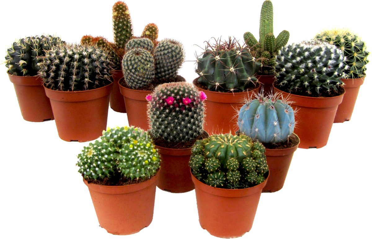 Plant in a Box - Mix van Mini Cactussen - Mix van 12 stuks - Echte Cactusplanten - Pot 5,5cm - Hoogte 5-10cm