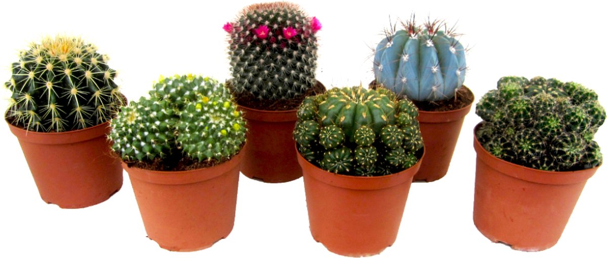 Plant in a Box - Mix van Mini Cactussen - Mix van 6 stuks - Echte Cactusplanten - Pot 5,5cm - Hoogte 5-10cm