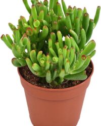 Crassula ovata Hobbit (Jadeplant) - Kamerplant - Vetplant - Hoogte: 23cm - Potmaat: Ø12cm