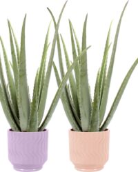 Duo Aloe Vera in Jane keramiek (Purple en Orange) - ↨ 35cm - ⌀ 12cm