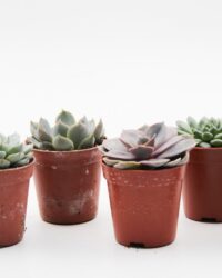 Ikhebeencactus | Echeveria | vetplanten mini mix | 6 stuks | 5,5cm pot