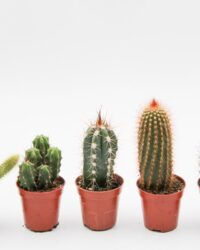 Ikhebeencactus cactus mix met zuilen 6 stuks 5,5cm pot