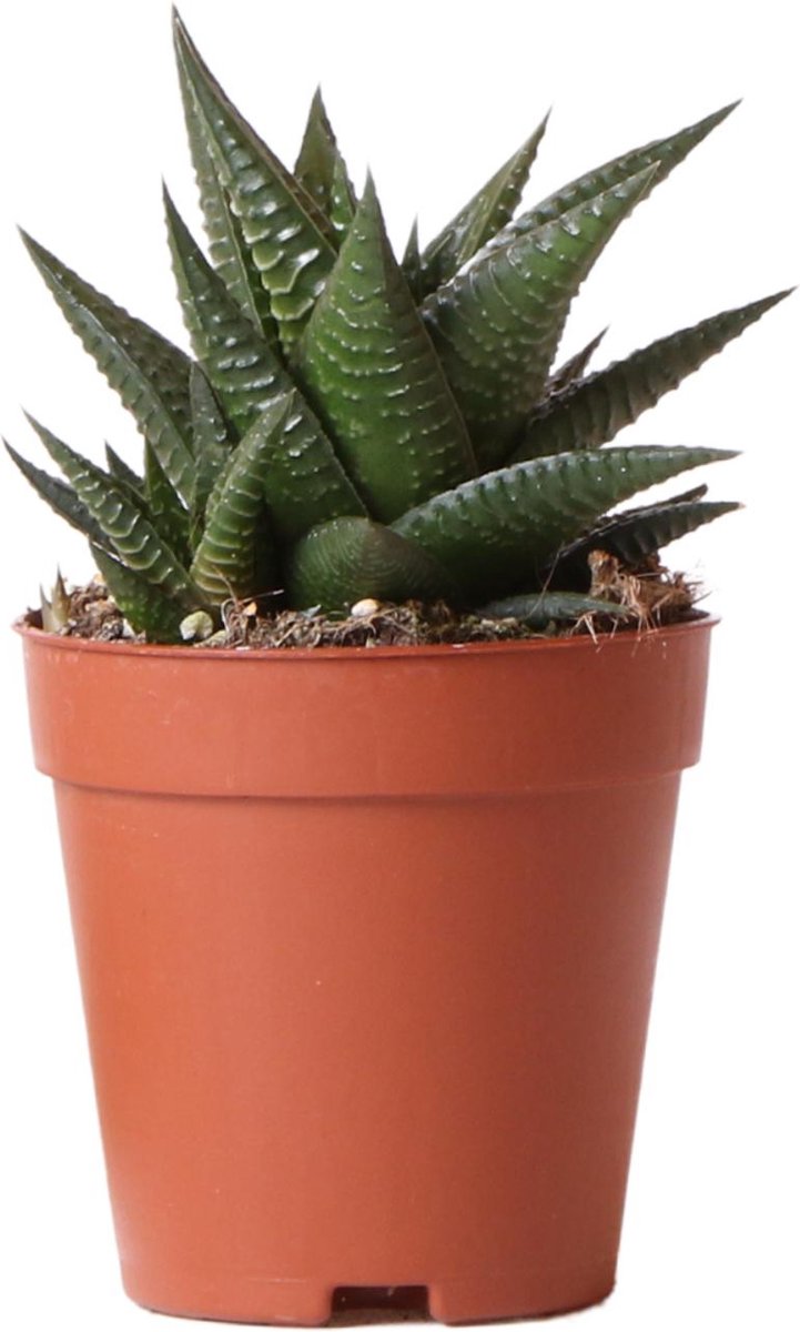 Vensterplant (Haworthia Limifolia) - Hoogte: 16 cm - Kamerplant van Botanicly
