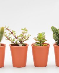 Ikhebeencactus | Super deal | Cactus en vetplanten mix | Terracotta sierpot | set van 4 stuks
