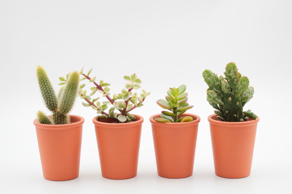 Ikhebeencactus | Super deal | Cactus en vetplanten mix | Terracotta sierpot | set van 4 stuks