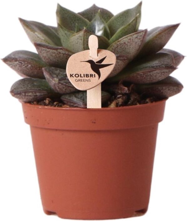 Kolibri Greens | Groene plant - Succulent Echeveria Purpusorum - potmaat Ø6cm - groene kamerplant - vers van de kweker