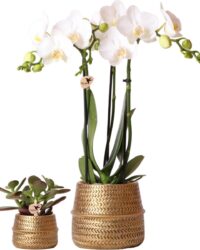Set Witte Orchidee en Succulent Crassula Ovata Incl. Gouden Keramieken Sierpotten