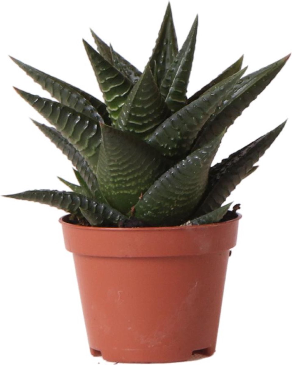 Vensterplant (Haworthia Limifolia) - Hoogte: 11 cm - Cactus van Botanicly