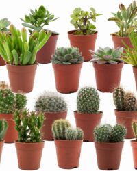 ZynesFlora - Mini Cactussen/Succulenten Mix - 18 Stuks - Ø 5,5 cm - Hoogte: 5-10 cm - Cactus - Vetplant - Kamerplant