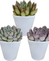 Botanicly - Echeveria mix 3 planten | 15cm hoogte | witte pot