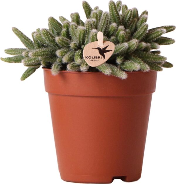 Cactus - Rotskoraal (Rhipsalis Baccifera Horrida) - Hoogte: 15 cm - van Botanicly