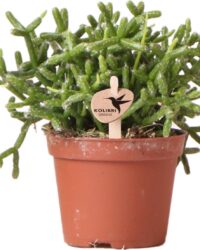 Cactus - Rotskoraal (Rhipsalis Burchellii) - Hoogte: 10 cm - van Botanicly