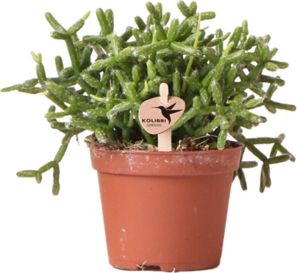 Cactus - Rotskoraal (Rhipsalis Burchellii) - Hoogte: 10 cm - van Botanicly