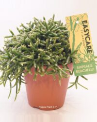 Cactus - Rotskoraal (Rhipsalis Burchellii) - Hoogte: 20 cm - van Botanicly