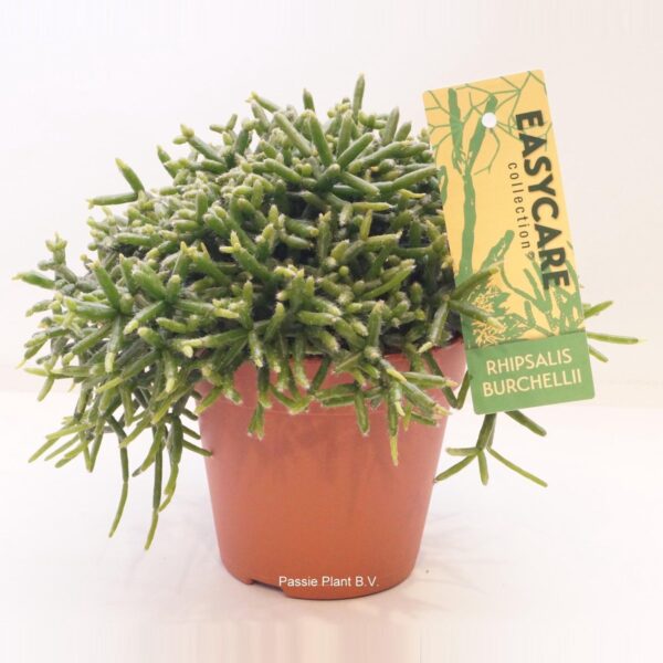 Cactus - Rotskoraal (Rhipsalis Burchellii) - Hoogte: 20 cm - van Botanicly