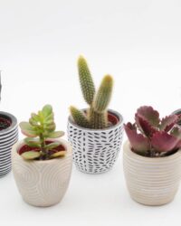 Ikhebeencactus | cactus en vetplanten mix | set van 5 | Mediterranean sierpotten