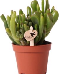 Vetplant - Crassula (Crassula) - Hoogte: 12 cm - van Botanicly