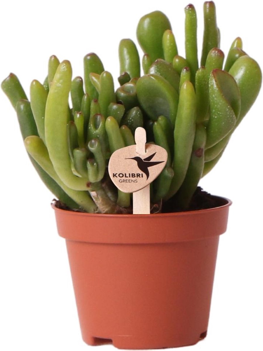 Vetplant - Crassula (Crassula) - Hoogte: 12 cm - van Botanicly