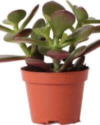Vetplant - Crassula (Crassula) - Hoogte: 8 cm - van Botanicly