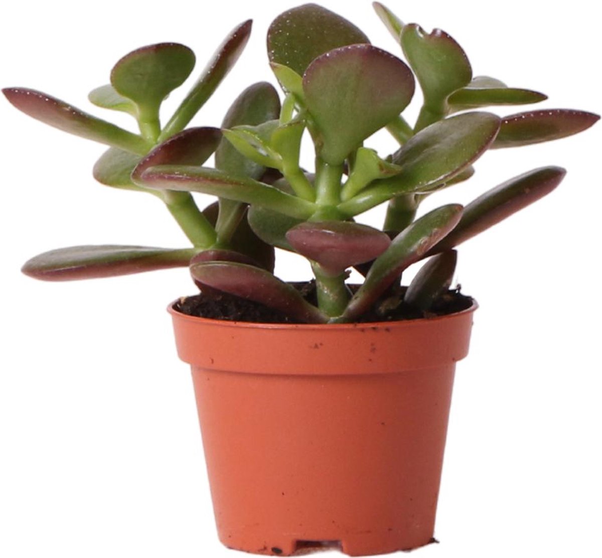 Vetplant - Crassula (Crassula) - Hoogte: 8 cm - van Botanicly