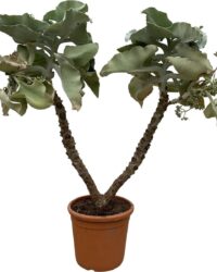 Vetplant - Kalanchoë Beharhensis (Kalanchoë Beharhensis) - Hoogte: 150 cm - van Botanicly